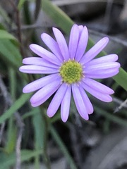 Brachyscome graminea