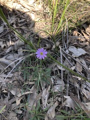 Brachyscome graminea