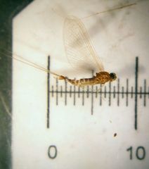 Cinygmula subaequalis