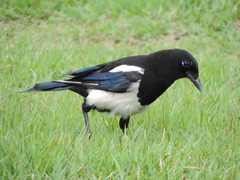 Pica serica