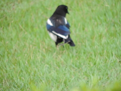 Pica serica