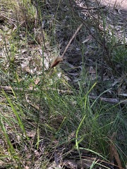 Ptilothrix deusta