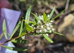 Logania albiflora