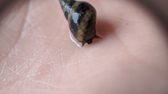 Littorinimorpha
