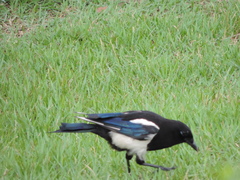 Pica serica