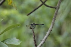 Onychothemis tonkinensis
