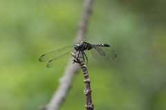 Onychothemis tonkinensis
