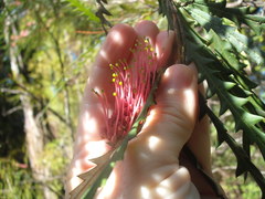 Grevillea aspleniifolia