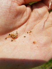 Eleocharis rostellata