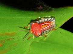 Tessaratomidae