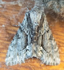 Hyppa contrasta