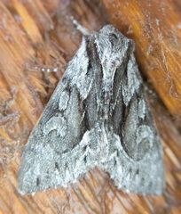 Hyppa contrasta