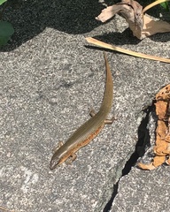 Plestiodon chinensis