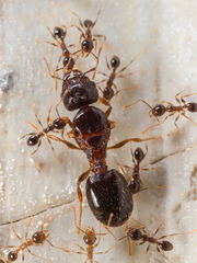 Pheidole megacephala