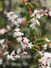 Leucopogon amplexicaulis