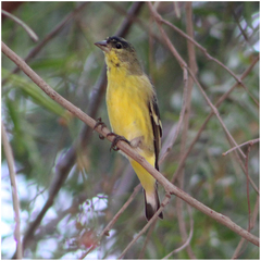 Spinus psaltria