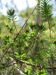 Darwinia procera