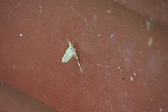 Pentagenia vittigera