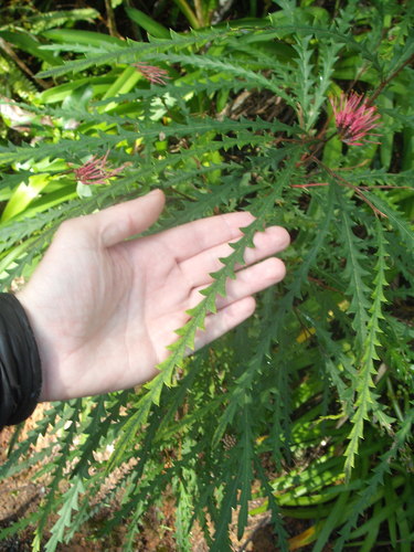 Grevillea aspleniifolia, photograph 6