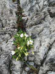 Cerastium latifolium