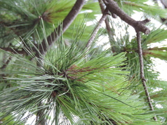 Pinus