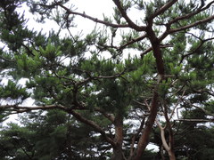 Pinus