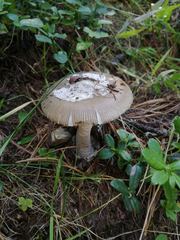 Amanita submembranacea