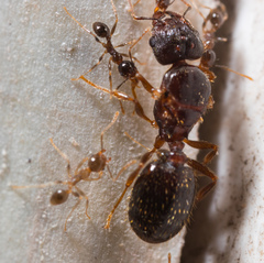 Pheidole megacephala