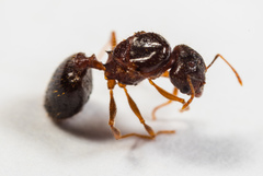 Pheidole megacephala