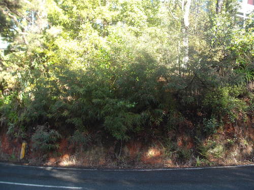 Grevillea aspleniifolia, photograph 5