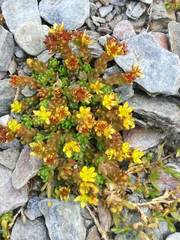 Sedum alpestre