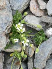 Cerastium pedunculatum