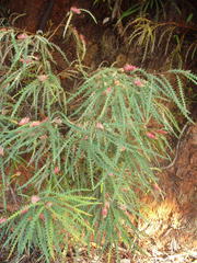 Grevillea aspleniifolia, photograph (c) Stephen Thorpe, some rights reserved (CC BY)