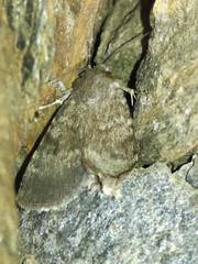 Standfussiana lucernea