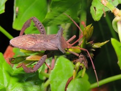 Prionolomia