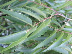 Magnoliopsida