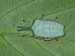 Tessaratomidae
