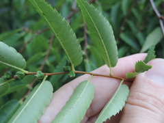 Magnoliopsida