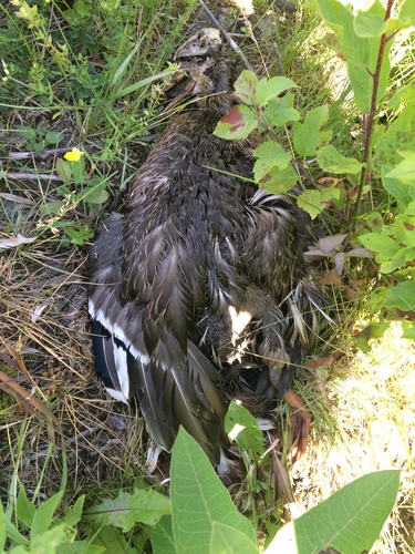 Mallard photographed in Vermont
