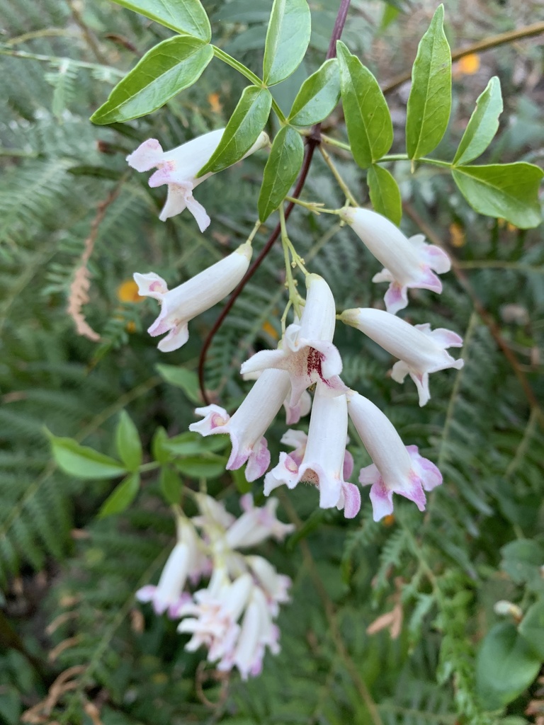 wonga vine