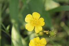 Ranunculus japonicus