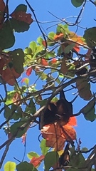 Pteropus hypomelanus