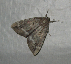 Catocala residua