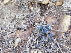Harpactirinae