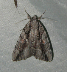 Catocala flebilis