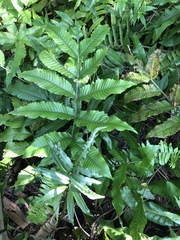 Bolbitis heteroclita