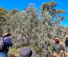 Eucalyptus luehmanniana