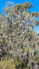 Eucalyptus luehmanniana