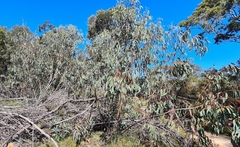 Eucalyptus luehmanniana