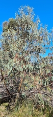 Eucalyptus luehmanniana